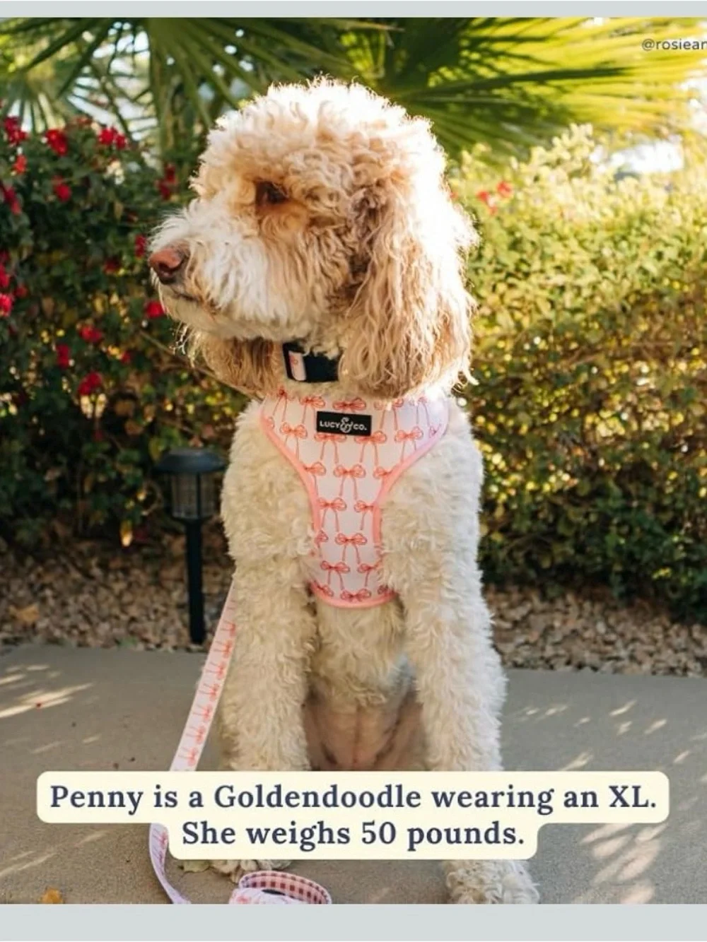 Lucy & Co. Pink Bow & Gingham Dog Harness - Cute Adjustable Small Breed Harness